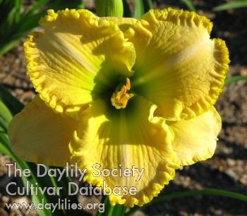 Daylily Material Girl